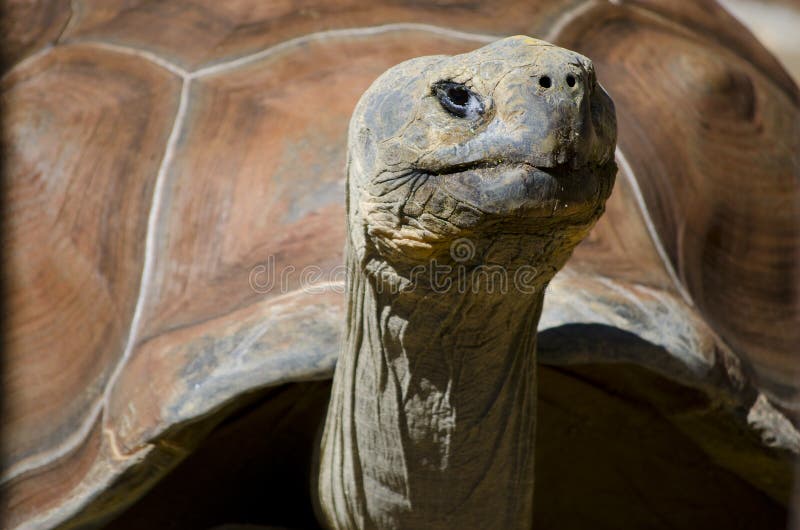 Riesige Schildkröte lizenzfreies stockbild Riesige Schildkröte lizenzfreies stockbild