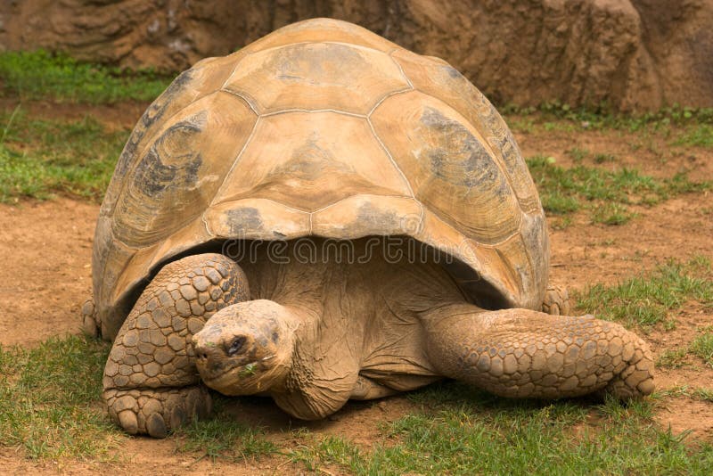 Riesige Schildkröte stockfoto Riesige Schildkröte stockfoto