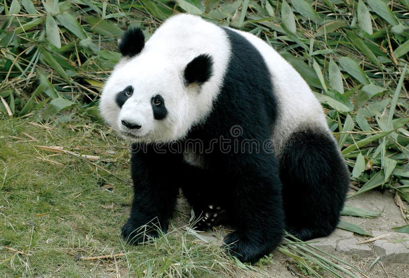 Riesiger Panda lizenzfreie stockfotografie Riesiger Panda lizenzfreie stockfotografie