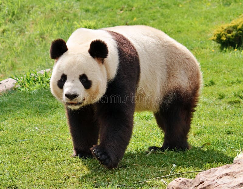  Riesiger Panda stockfoto
