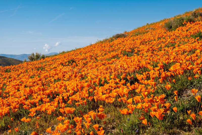 Riesiges Mohnfeld im Antilopen-Tal Poppy Reserve in Kalifornien während des superbloom lizenzfreie stockbilder Riesiges Mohnfeld im Antilopen-Tal Poppy Reserve in Kalifornien während des superbloom lizenzfreie stockbilder