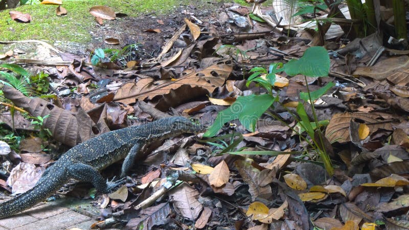 Riesiges varan, das in Park geht