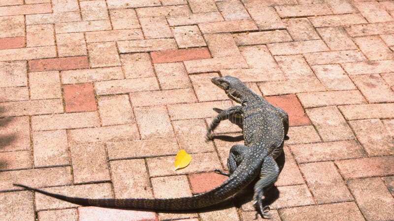 Riesiges varan, das in Park geht