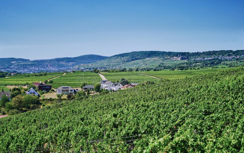 Pretty summer landscape of Riesling Vineyards as seen from Schloss Johannisberg Winery Estate in the Rheingau region of Germany, near Giesenheim and Rudesheim, great tourist areas to explore. Pretty summer landscape of Riesling Vineyards as seen from Schloss Johannisberg Winery Estate in the Rheingau region of Germany, near Giesenheim and Rudesheim, great tourist areas to explore.