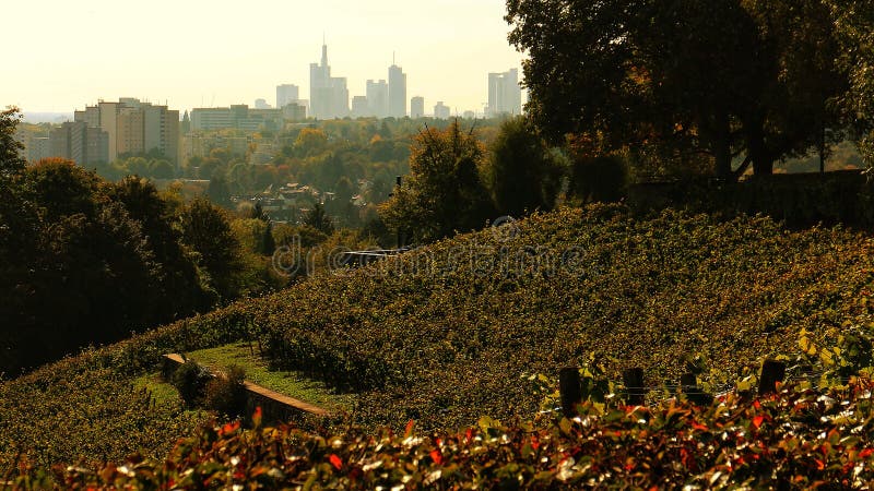 Riesling and the City