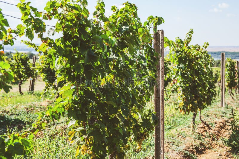 Riesling Grapes at Vineyard, White Wine Grapes, Viticulture,view on Vineyard Stock Photo Image