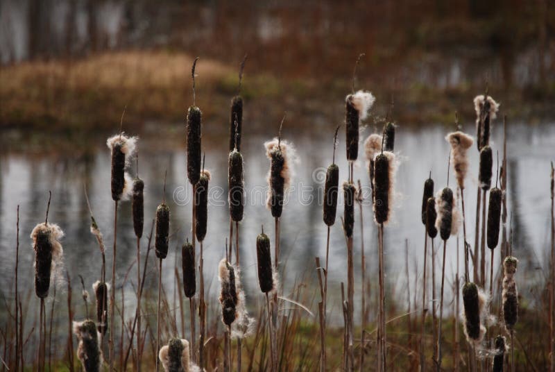 Riet-foelie in de winter stock afbeeldingen Riet-foelie in de winter stock afbeeldingen