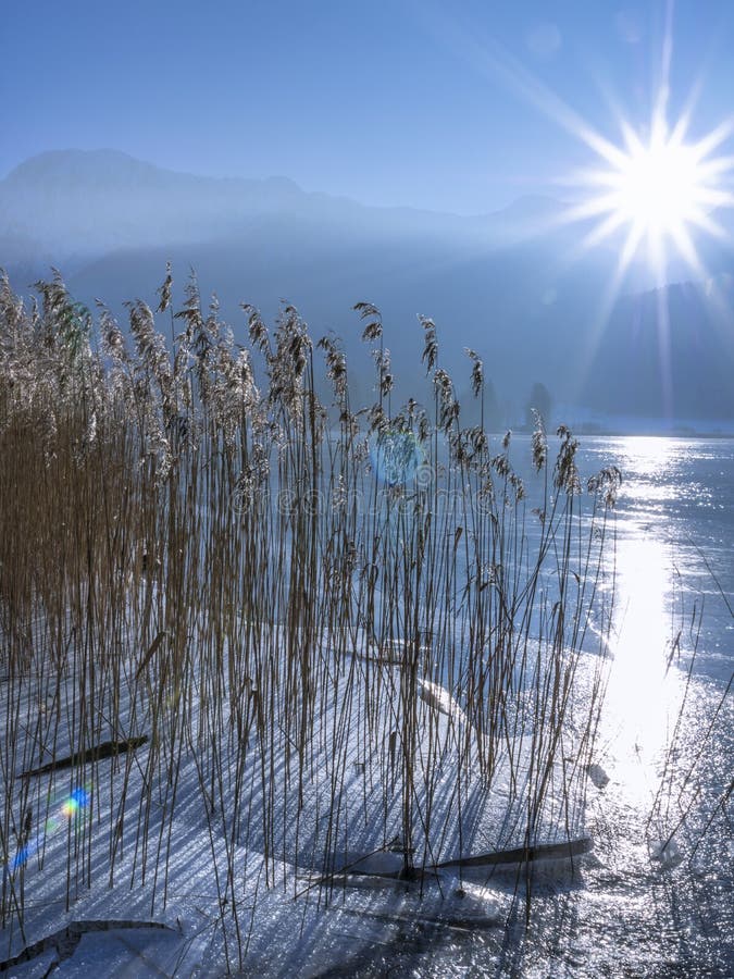 Riet met ijs op Kochelsee in de Winter, Beieren Duitsland royalty-vrije stock foto Riet met ijs op Kochelsee in de Winter, Beieren Duitsland royalty-vrije stock foto