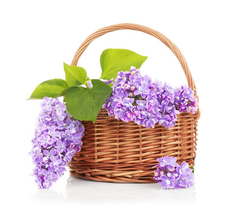 Rieten mand met mooie lilac bloemen stock afbeelding Rieten mand met mooie lilac bloemen stock afbeelding