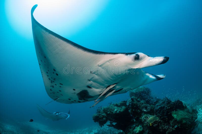 Riffrochen stockbild