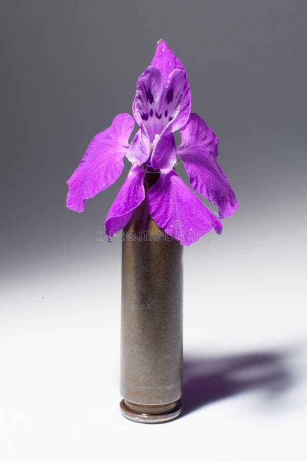 Bullet and flower stock photo. Image of full, lead, forces - 59735634