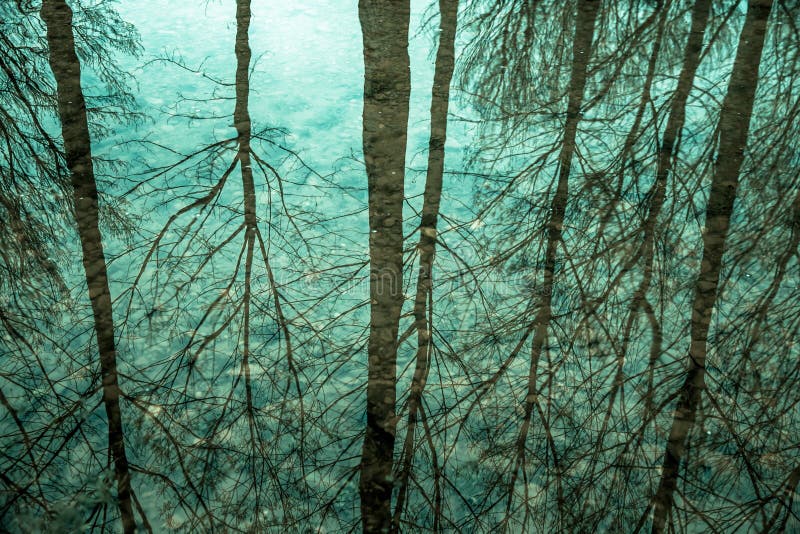 Riflessione degli alberi in acqua fotografia stock Riflessione degli alberi in acqua fotografia stock