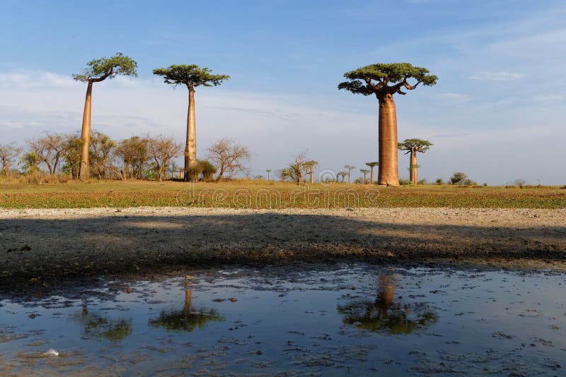 Riflessione degli alberi del baobab fotografia stock Riflessione degli alberi del baobab fotografia stock