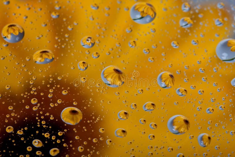 Riflessione del fiore nelle gocce dell'acqua fotografia stock libera da diritti Riflessione del fiore nelle gocce dell'acqua fotografia stock libera da diritti