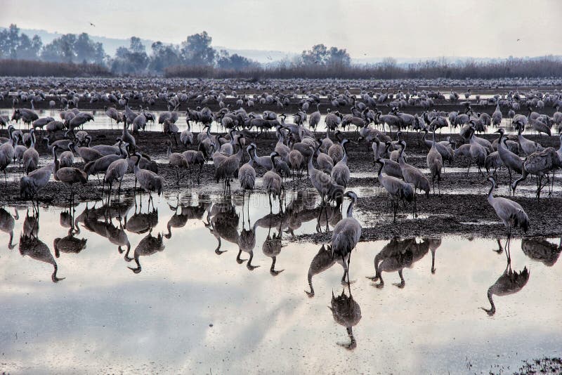 Riflessione dell'acqua degli uccelli fotografie stock libere da diritti
