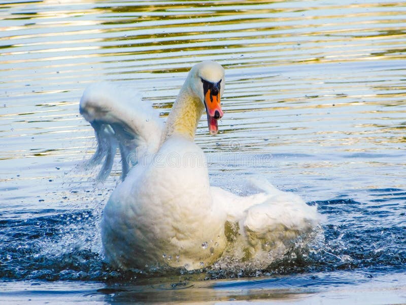 Riflessioni naturali dei volatili dei cigni fotografie stock libere da diritti