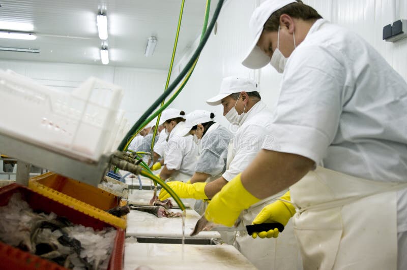 Riga di trasformazione dei prodotti alimentari immagine stock libera da diritti Riga di trasformazione dei prodotti alimentari immagine stock libera da diritti