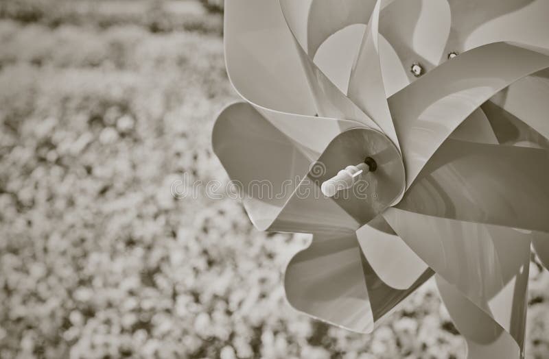 Right Frame Pinwheel in Mums Flower Garden with Natural Light in Vintage Tone. Right Frame Pinwheel in Mums Flower Garden with Natural Light in Vintage Tone