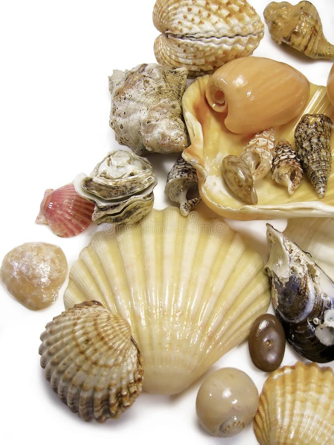 Right seashells on white