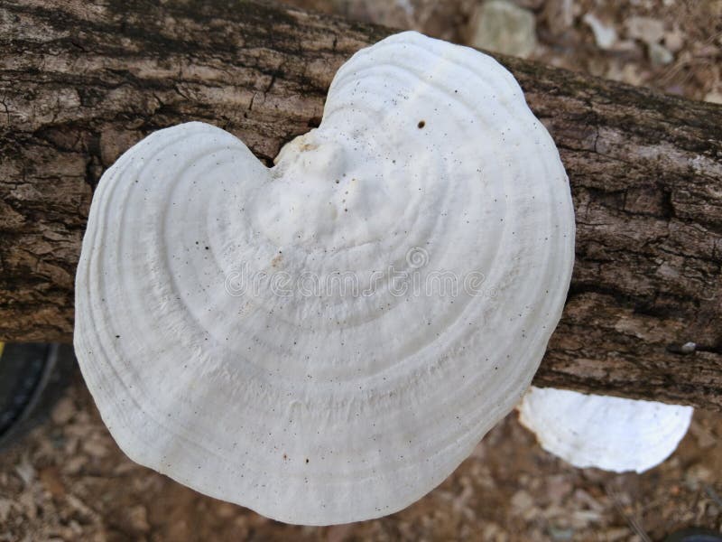 Rigidoporus Stock Photos Free & RoyaltyFree Stock Photos from Dreamstime