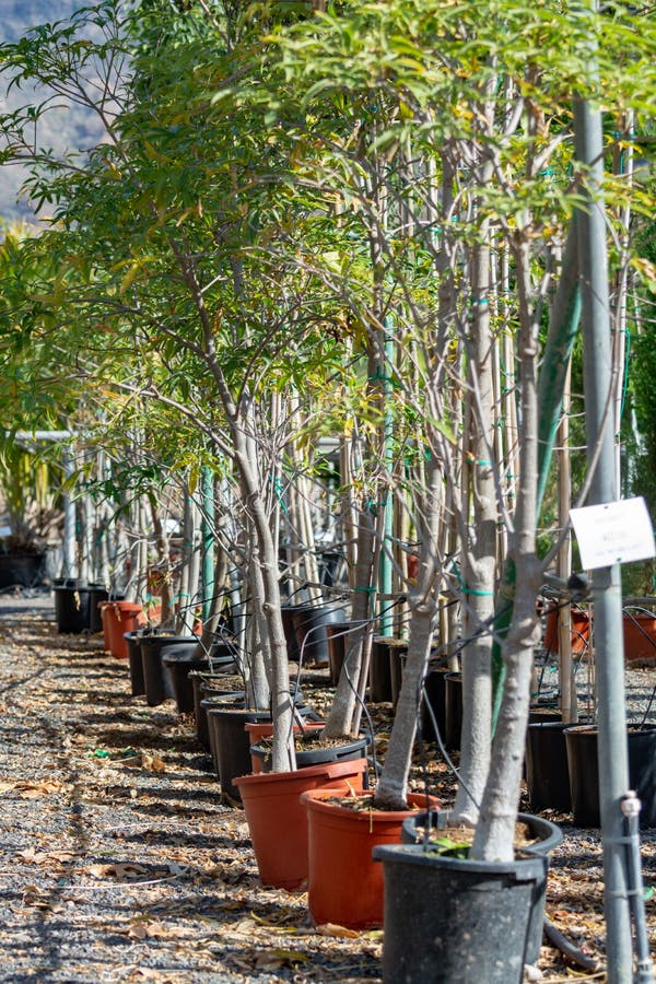 Rij van jonge exotische baobabbomen in emmers op verkoop in tuinwinkel, tropische decovative installatie voor tuinen en parken royalty-vrije stock afbeelding Rij van jonge exotische baobabbomen in emmers op verkoop in tuinwinkel, tropische decovative installatie voor tuinen en parken royalty-vrije stock afbeelding