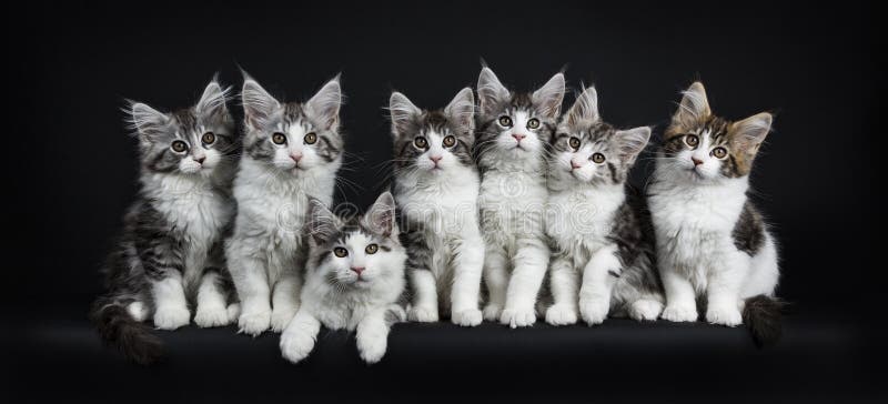Rij van zwarte gestreepte kat zeven met witte Maine Coons-katten stock foto Rij van zwarte gestreepte kat zeven met witte Maine Coons-katten stock foto