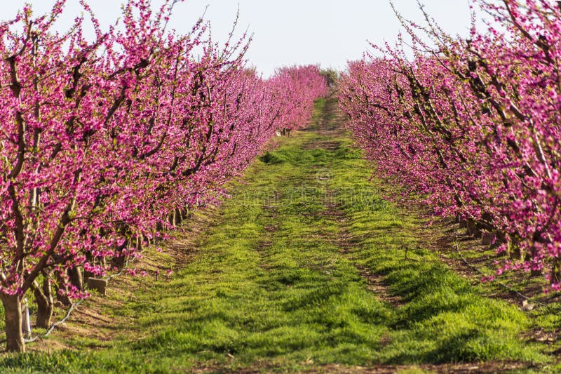 Rijen van perzikboom in bloei, met roze bloemen bij zonsopgang Aitona alcarras, Torres DE Segre Landbouw royalty-vrije stock foto's Rijen van perzikboom in bloei, met roze bloemen bij zonsopgang Aitona alcarras, Torres DE Segre Landbouw royalty-vrije stock foto's
