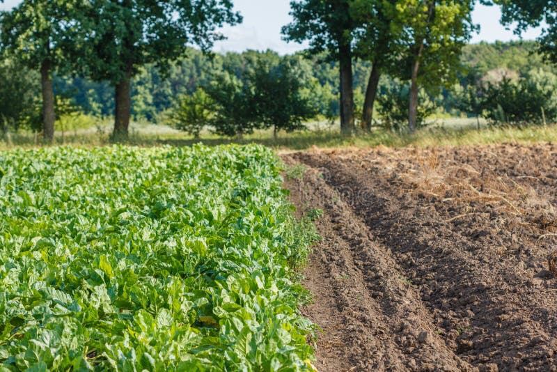 Rijen van voederbiet op het gebied Gewas en de landbouw stock fotografie Rijen van voederbiet op het gebied Gewas en de landbouw stock fotografie