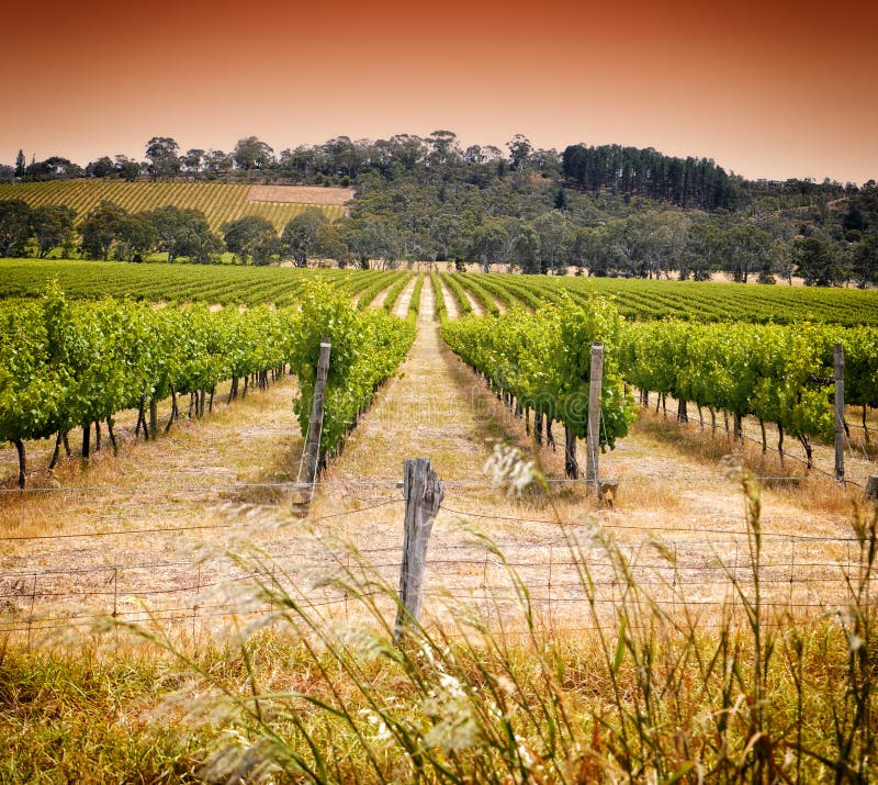 Rijen van wijnstokken bij eerste de wijnbouwwijnmakerij van Australië worden genomen - zonsondergang die