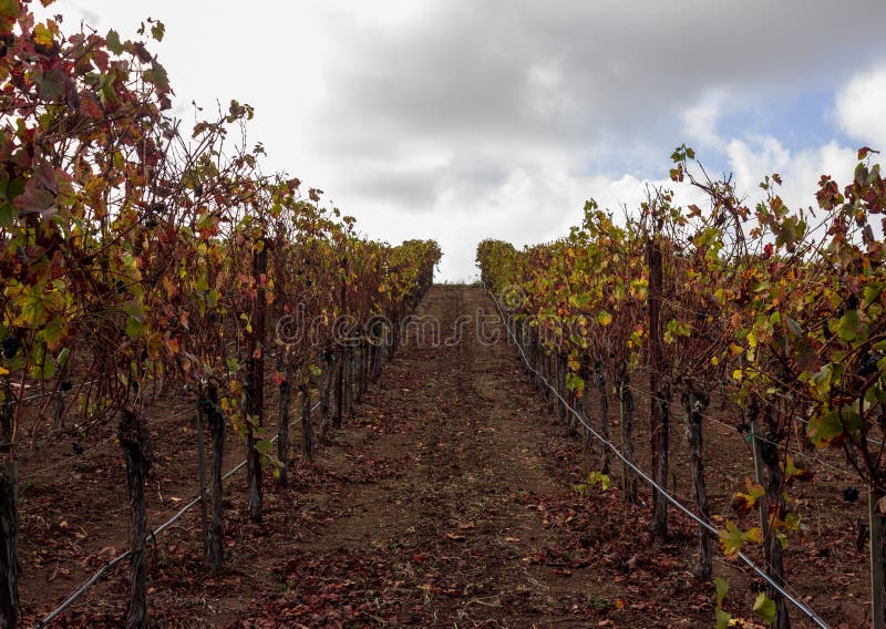 Rijen van wijnstokken in Carneros, Californië royalty-vrije stock fotografie Rijen van wijnstokken in Carneros, Californië royalty-vrije stock fotografie