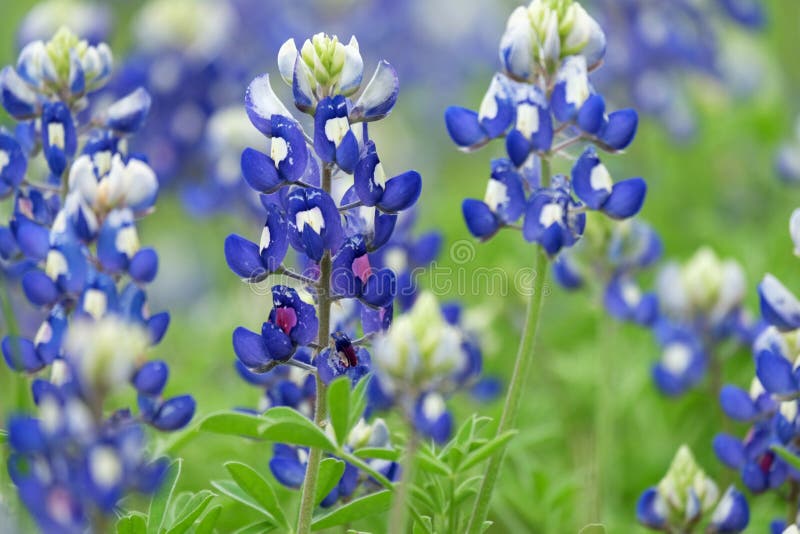 Rijkelijke Bluebonnets stock afbeelding Rijkelijke Bluebonnets stock afbeelding