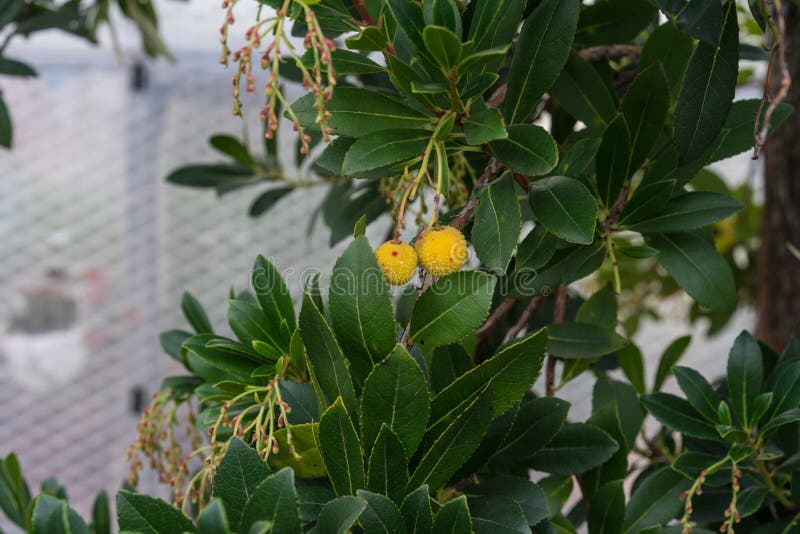 Rijp aardbeifruit op de aardbeiboom van arbutusunedo van het mediterrane zeegebied royalty-vrije stock foto Rijp aardbeifruit op de aardbeiboom van arbutusunedo van het mediterrane zeegebied royalty-vrije stock foto
