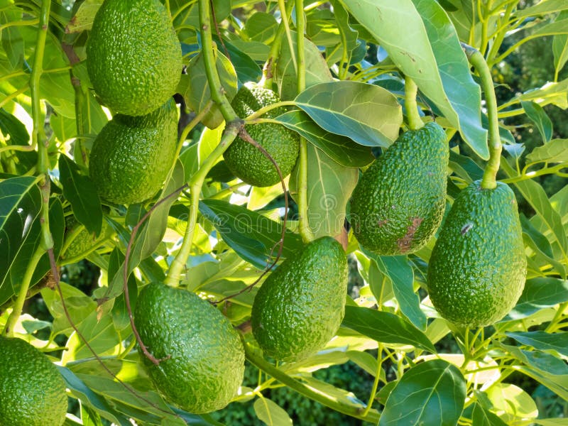 Rijpe avocadovruchten die op boom als gewas groeien
