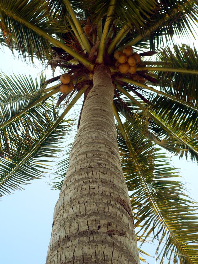 Bijna rijpe kokosnoten stock foto