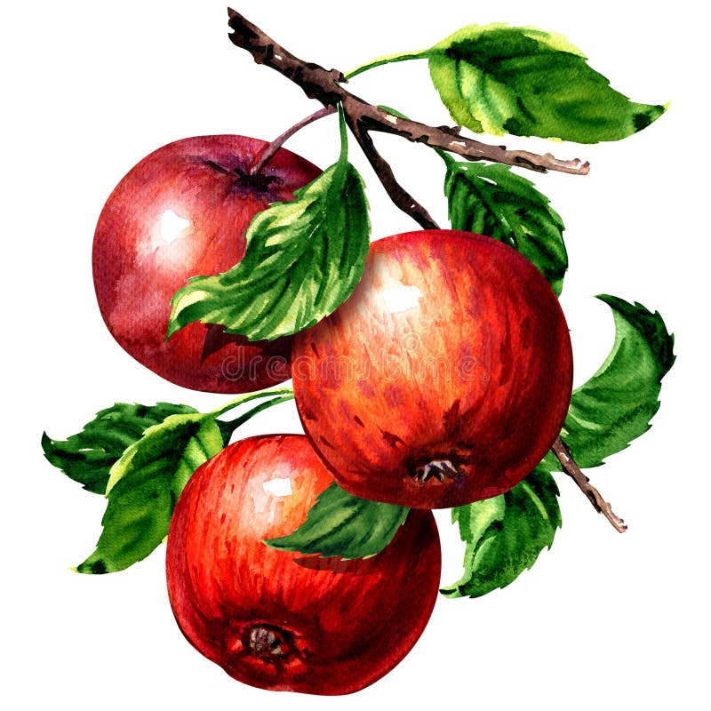 Rijpe drie rode appelen met bladeren op geïsoleerde tak, waterverfillustratie op wit