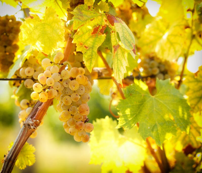 Rijpe druivenkleuren zoals goud - Riesling royalty-vrije stock fotografie Rijpe druivenkleuren zoals goud - Riesling royalty-vrije stock fotografie