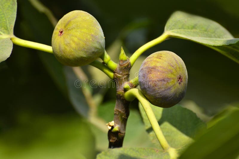 Rijpe fig. klaar om op de boom dichtbij Pune, Maharashtra, India te plukken stock afbeeldingen Rijpe fig. klaar om op de boom dichtbij Pune, Maharashtra, India te plukken stock afbeeldingen