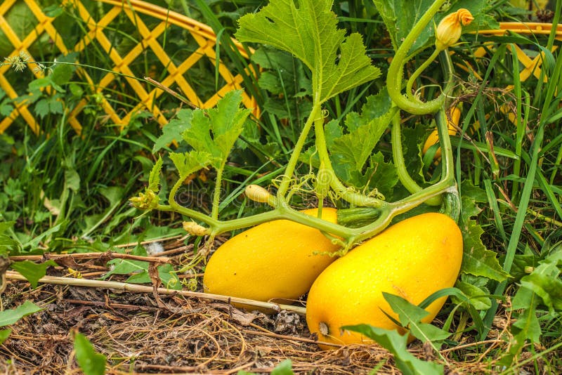 Rijpe gele courgette met bloemen in tuin Twee gele pompoengroenten royalty-vrije stock afbeeldingen Rijpe gele courgette met bloemen in tuin Twee gele pompoengroenten royalty-vrije stock afbeeldingen