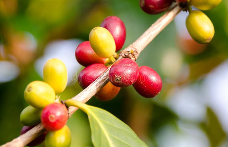 Rijpe Koffiekersen, Kona stock afbeelding Rijpe Koffiekersen, Kona stock afbeelding
