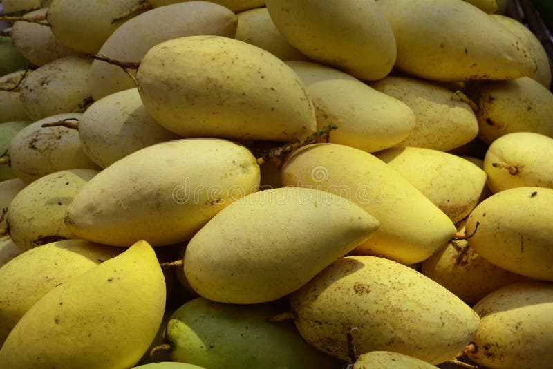 Rijpe mango's royalty-vrije stock foto