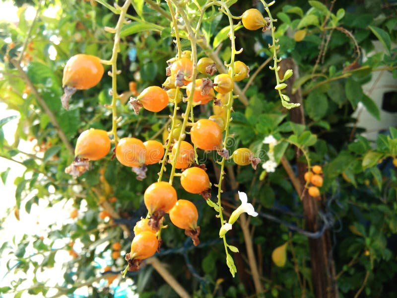 Rijpe oranje vruchten op boom van Duranta op boom in tuin stock foto's Rijpe oranje vruchten op boom van Duranta op boom in tuin stock foto's