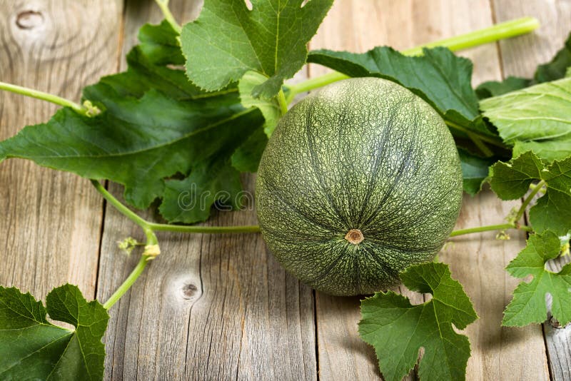 Rijpe ronde groene courgette en installatie op rustieke houten raad royalty-vrije stock afbeelding Rijpe ronde groene courgette en installatie op rustieke houten raad royalty-vrije stock afbeelding