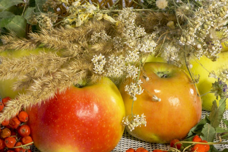 Rijpe sappige de herfstappelen met rode ashberry royalty-vrije stock foto Rijpe sappige de herfstappelen met rode ashberry royalty-vrije stock foto