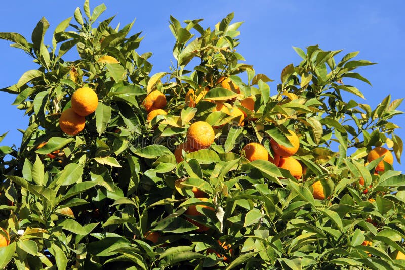 Rijpe Sinaasappelen op een fruitboom stock afbeelding Rijpe Sinaasappelen op een fruitboom stock afbeelding