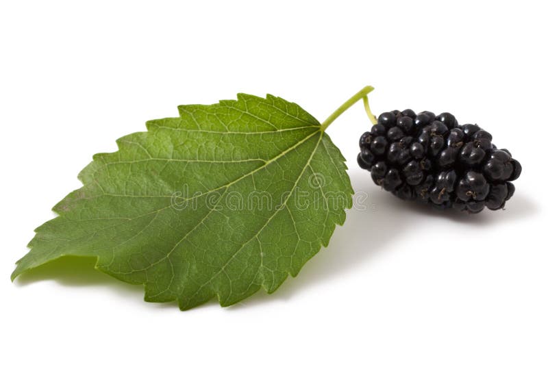 Rijpe verse Moerbeiboom stock afbeelding