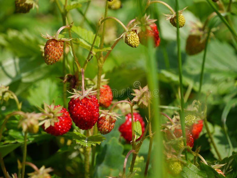 Rijpe wilde aardbeien op een struik royalty-vrije stock foto Rijpe wilde aardbeien op een struik royalty-vrije stock foto