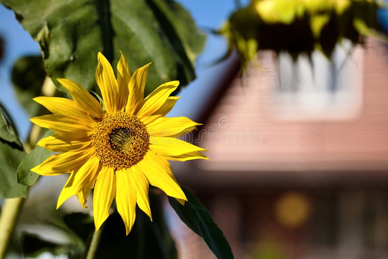 Rijpe zonnebloembloem in heldere de zomerzon op achtergrond van rura stock foto Rijpe zonnebloembloem in heldere de zomerzon op achtergrond van rura stock foto