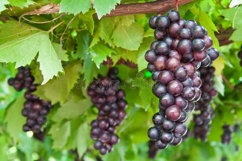 Rijpende druivenclusters op de wijnstok