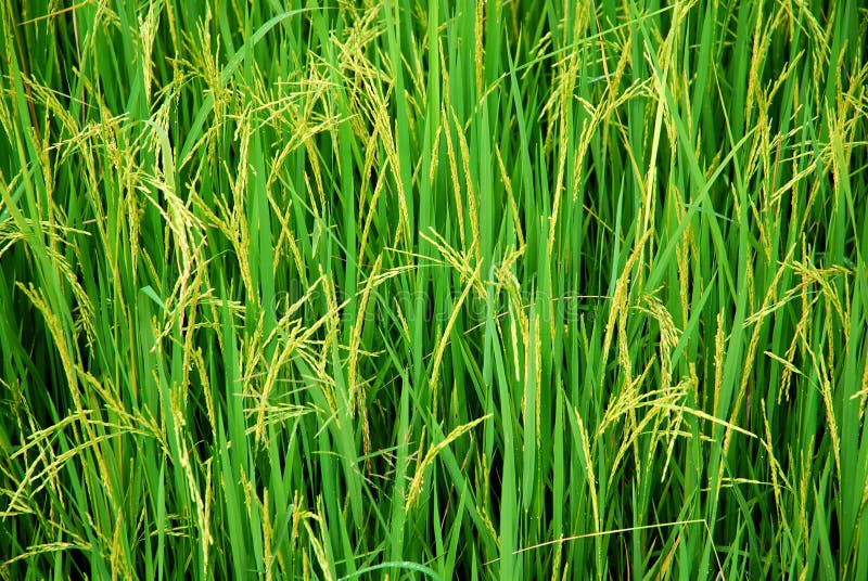 Rijstveld royalty-vrije stock foto