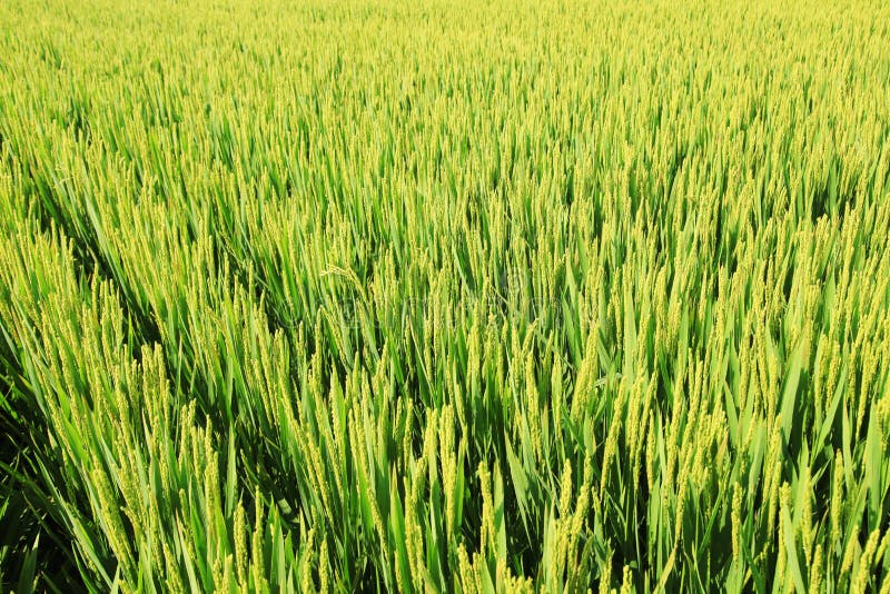 Rijst in het veld royalty-vrije stock afbeelding